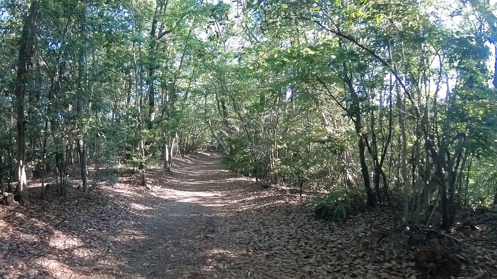 【名古屋】新緑がまぶしい！5月の東山一万歩コースの写真8
