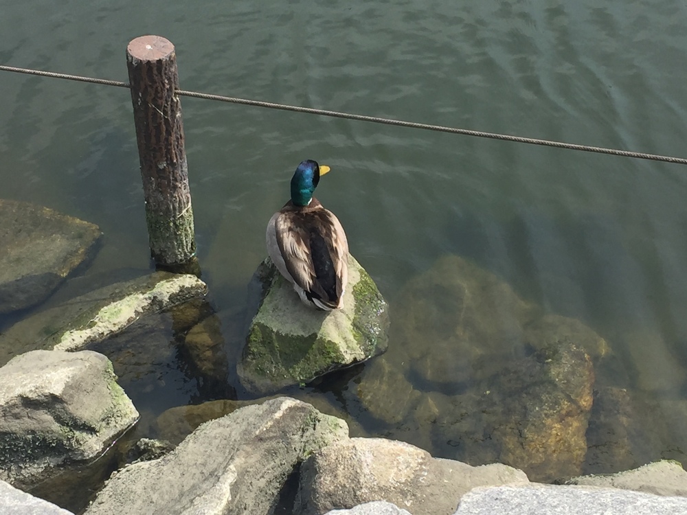 新川千本桜周回コースの写真6