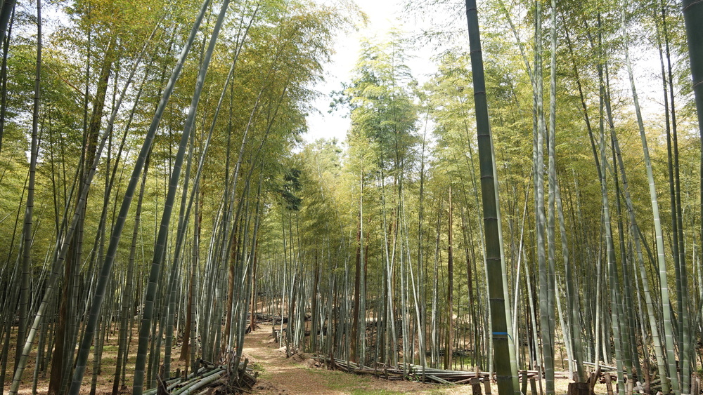 日本最大のカルスト台地の魅力を！！ 山口・秋吉台トレイルの写真3