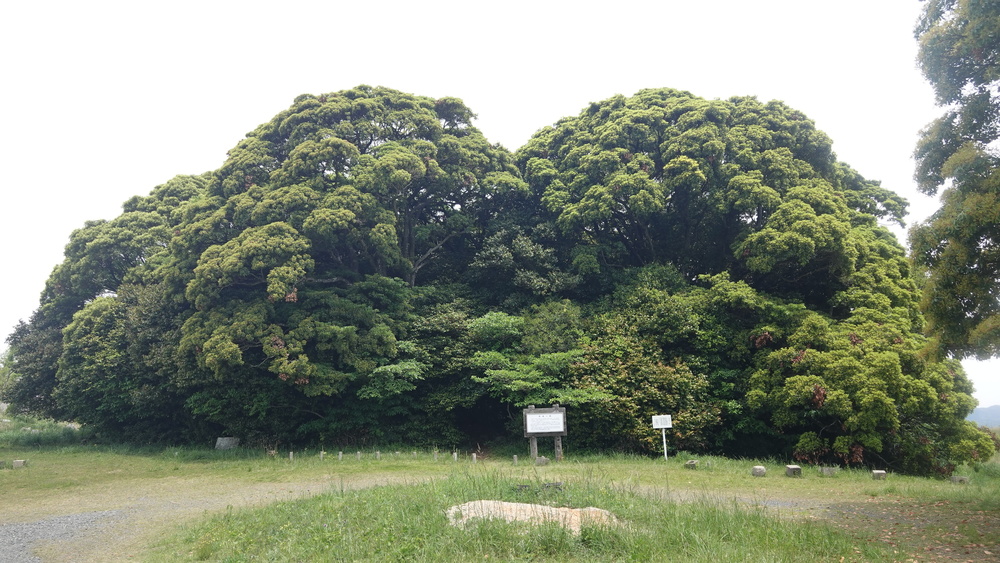 日本最大のカルスト台地の魅力を！！ 山口・秋吉台トレイルの写真5