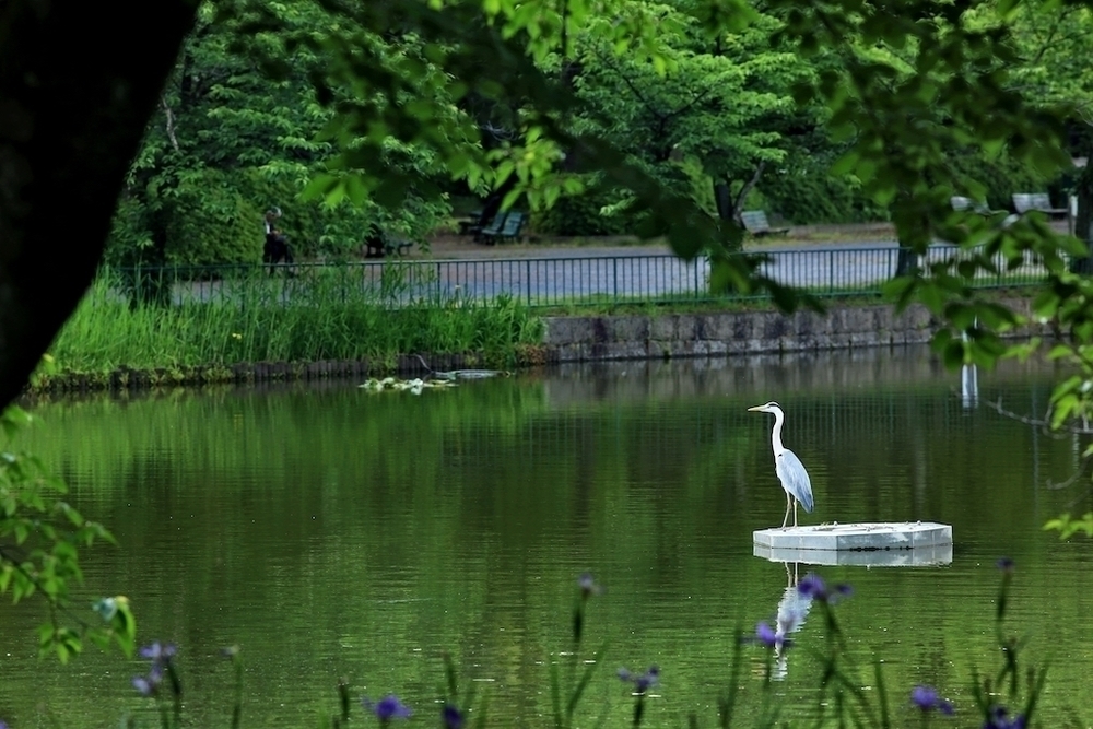 1周1.3km・名城公園周回コースの写真5