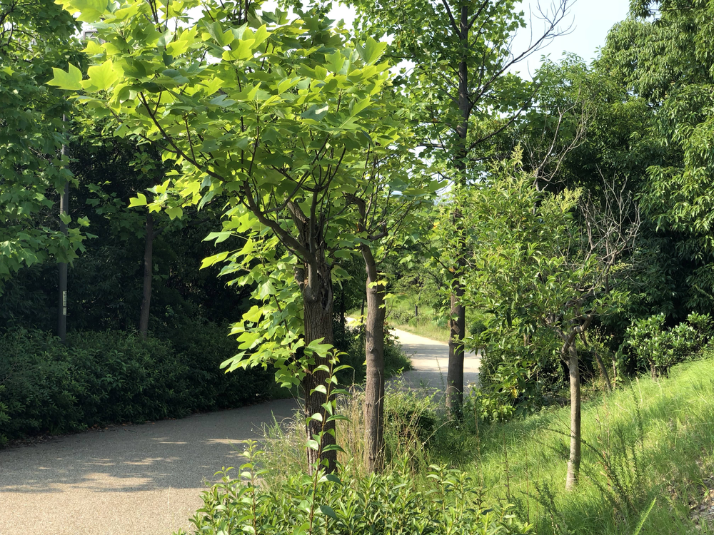 神戸六甲アイランド・シティヒルランニング（周回5kmコース）の写真4