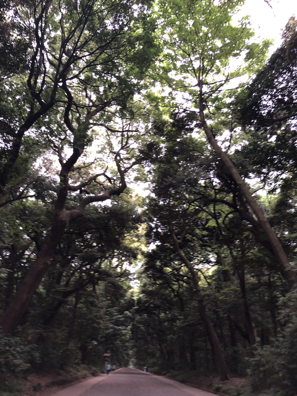 青山〜代々木公園の写真4