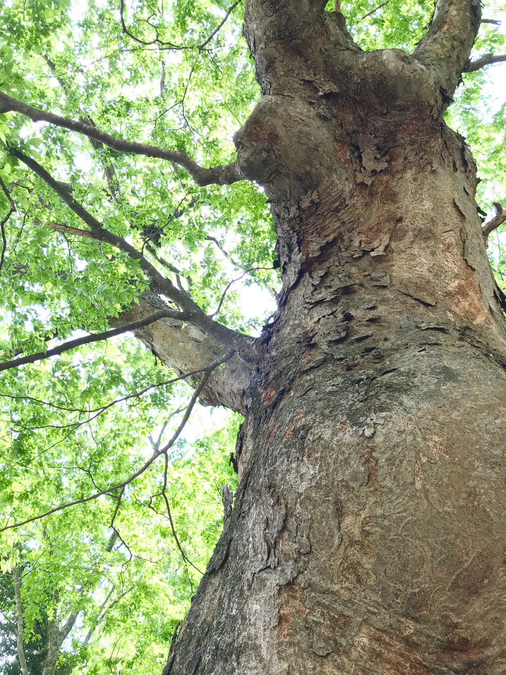 初夏の大自然を感じるロードコースの写真3