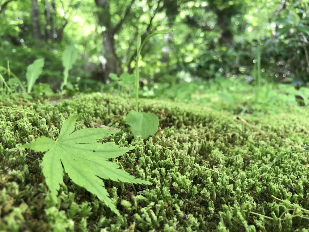 初夏の大自然を感じるロードコースの写真4