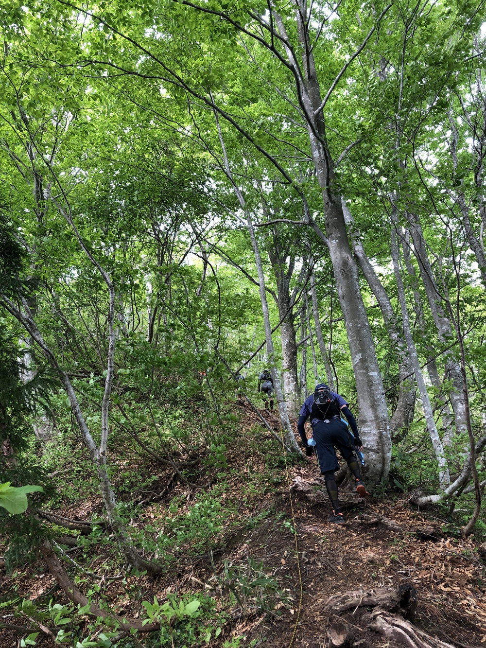美しい緑のコントラストを楽しめる⛰TOGA天空トレイルラン2019 - ミドルの部の写真3