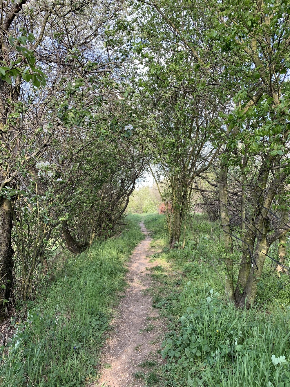 街も森も公園もプラハ城下町まで景色を楽しみながら贅沢に駆け抜けるコース。の写真5
