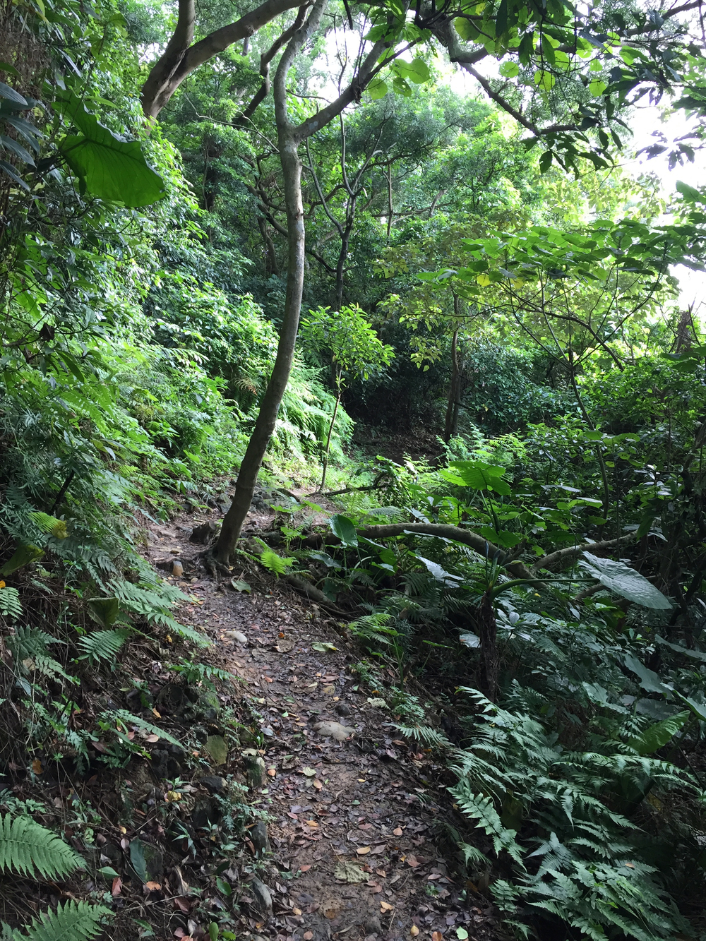 台北でトレランの写真6