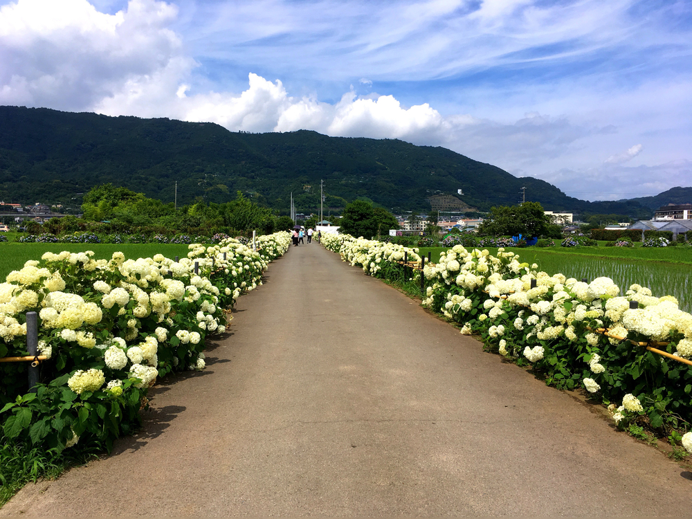 あじさいの里「神奈川県開成町」-紫陽花ラン-の写真4