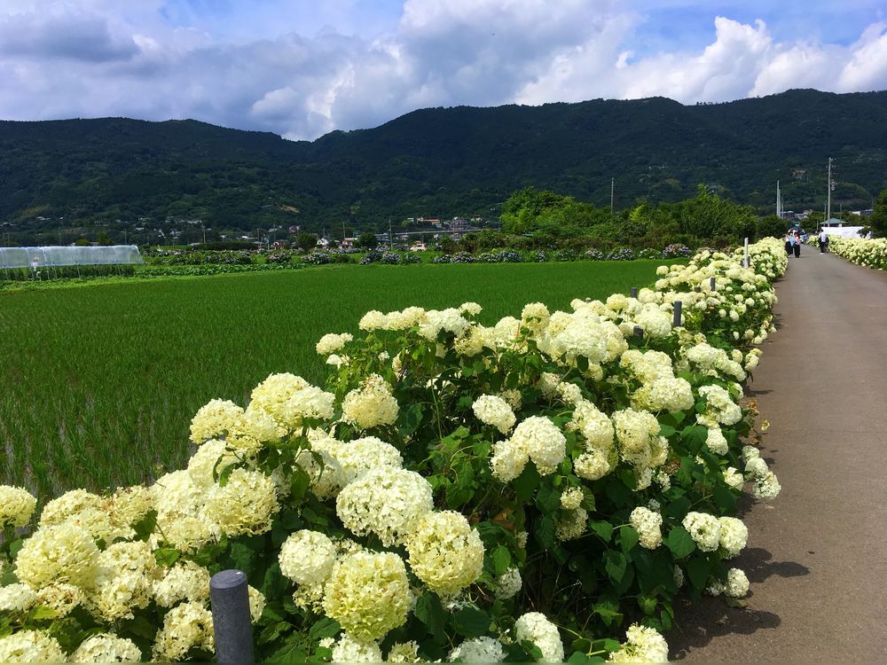 あじさいの里「神奈川県開成町」-紫陽花ラン-の写真5