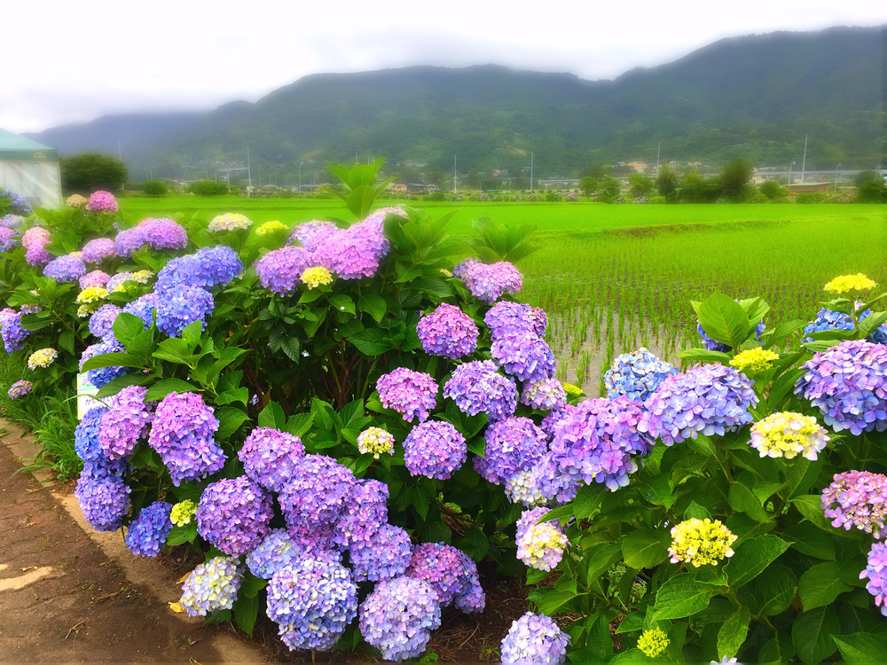 あじさいの里「神奈川県開成町」-紫陽花ラン-の写真6