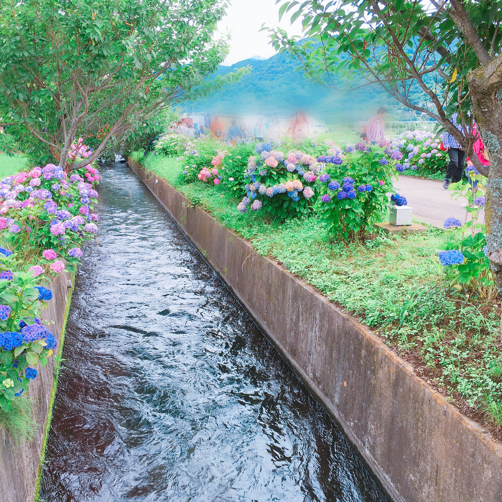 あじさいの里「神奈川県開成町」-紫陽花ラン-の写真7