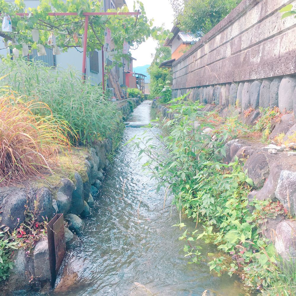 あじさいの里「神奈川県開成町」-紫陽花ラン-の写真15