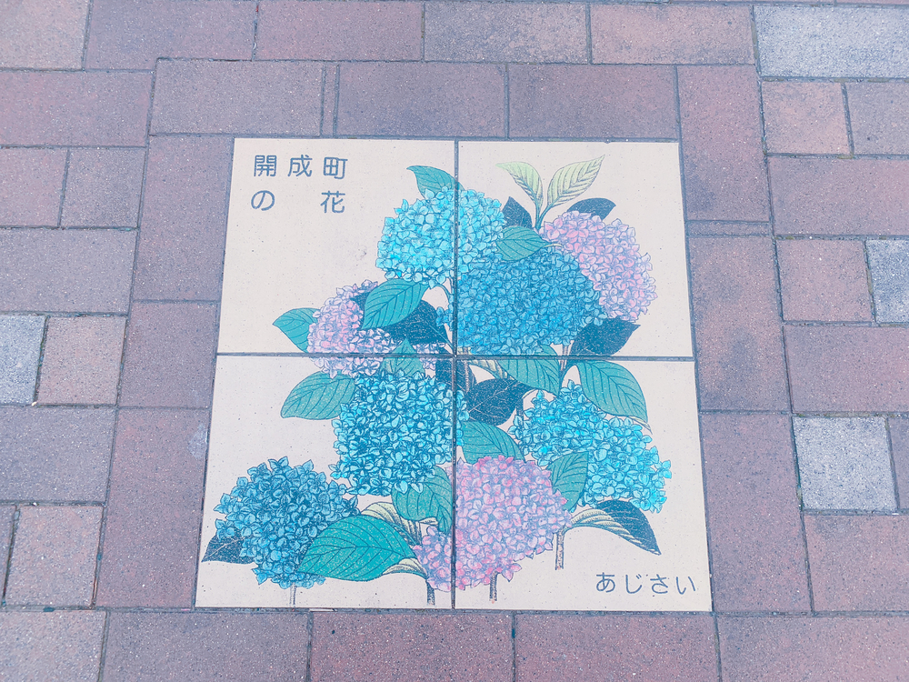 あじさいの里「神奈川県開成町」-紫陽花ラン-の写真16