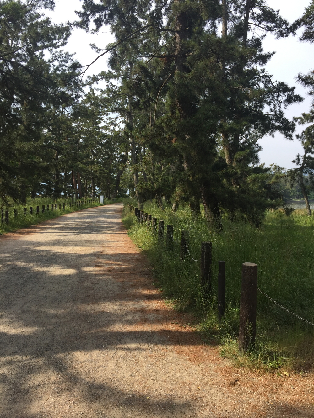 日本三景、天橋立の写真3