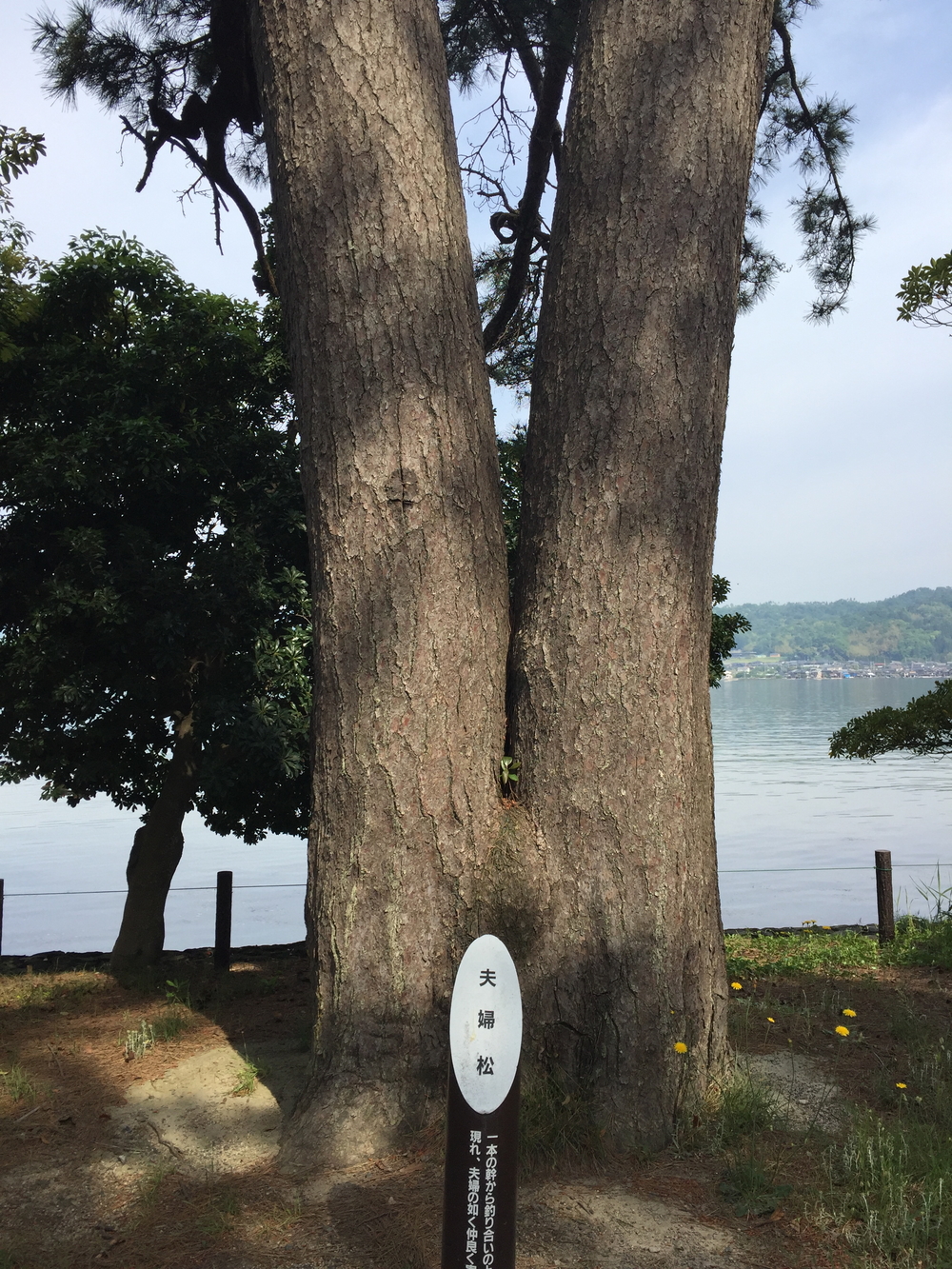 日本三景、天橋立の写真4
