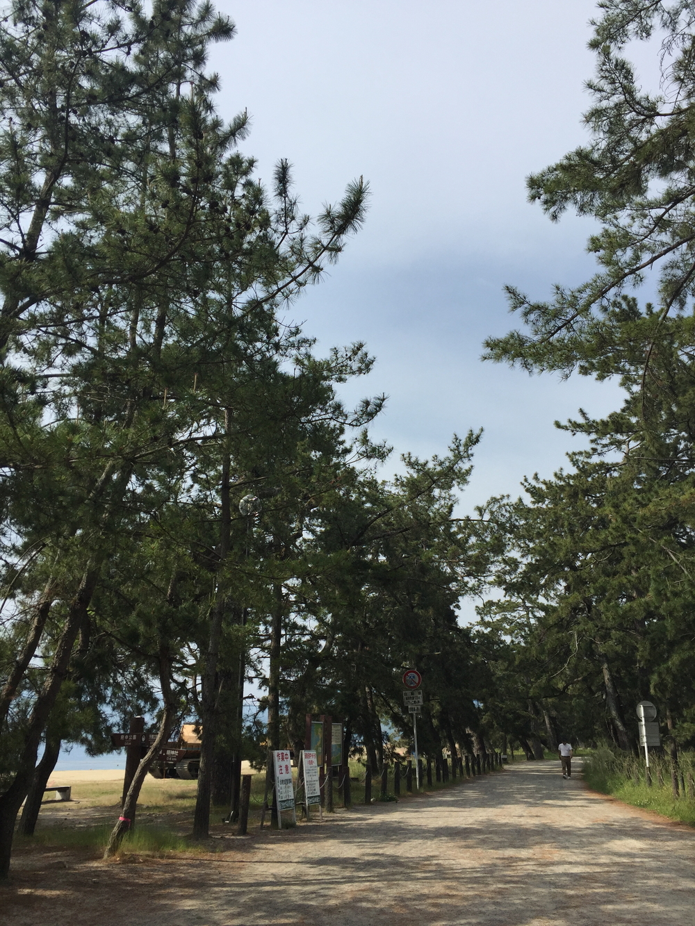 日本三景、天橋立の写真6