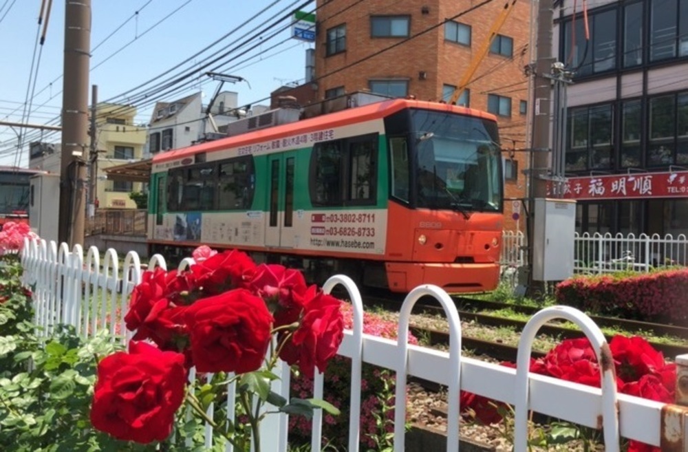 都電荒川線　色鮮やかなバラを愛でるお花見ランの写真3