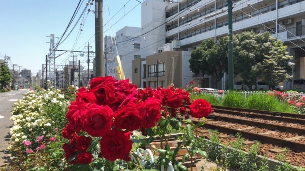 都電荒川線　色鮮やかなバラを愛でるお花見ランの写真5