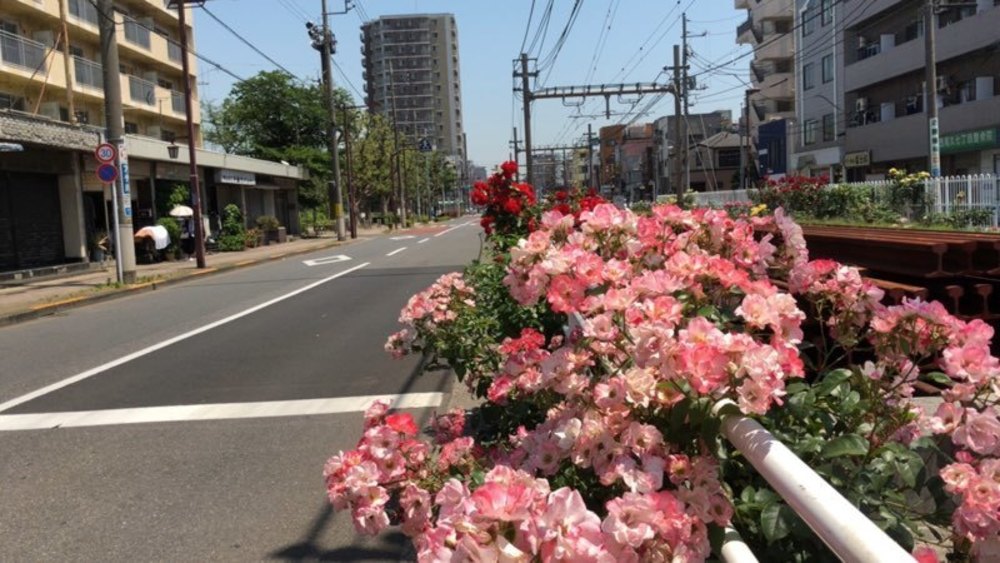 都電荒川線　色鮮やかなバラを愛でるお花見ランの写真6