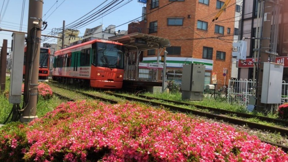 都電荒川線　色鮮やかなバラを愛でるお花見ランの写真7