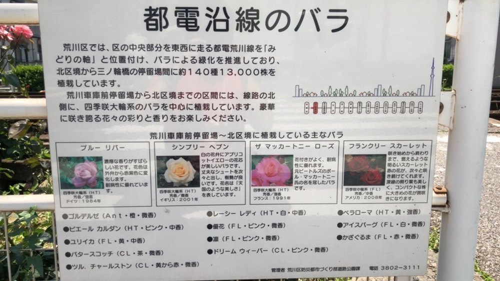 都電荒川線　色鮮やかなバラを愛でるお花見ランの写真10