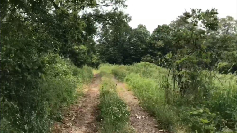 空山(340m) 頂上まで5km登り！の写真5
