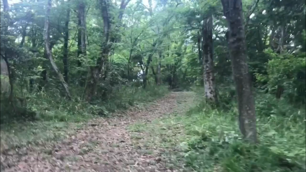 空山(340m) 頂上まで5km登り！の写真11