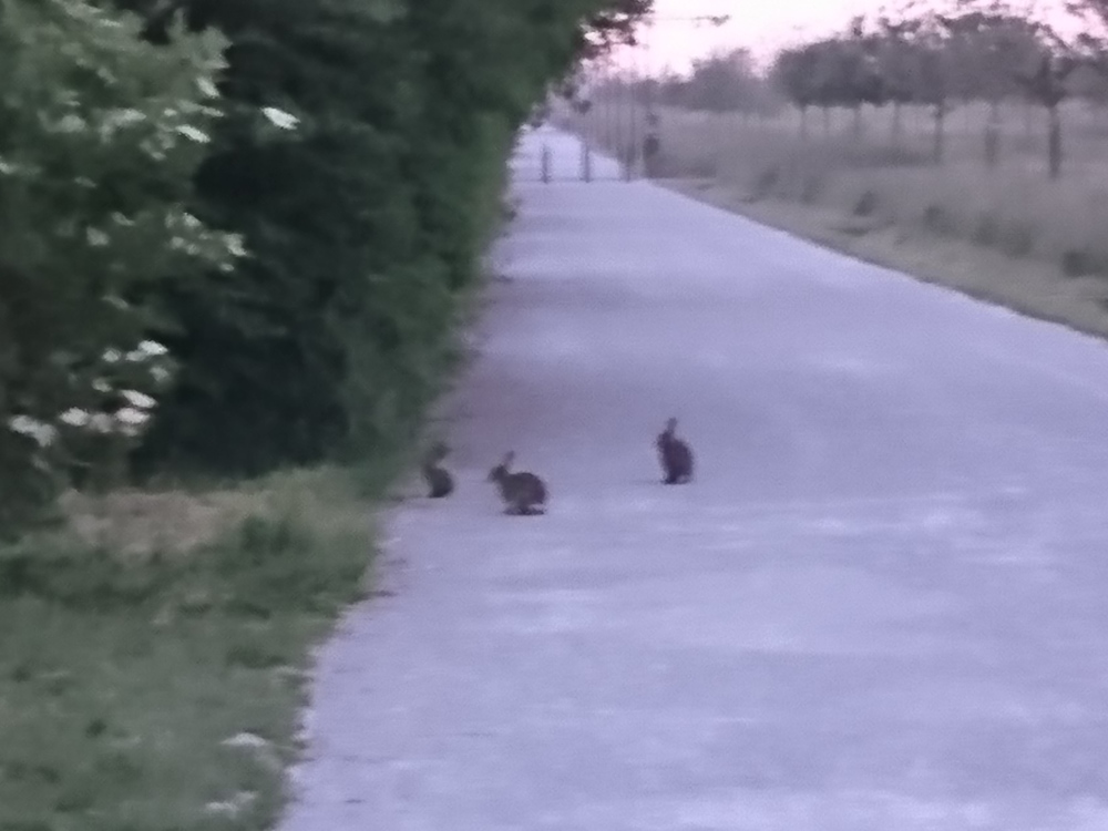 朝霧に浮かぶモンサンミッシェルの写真9