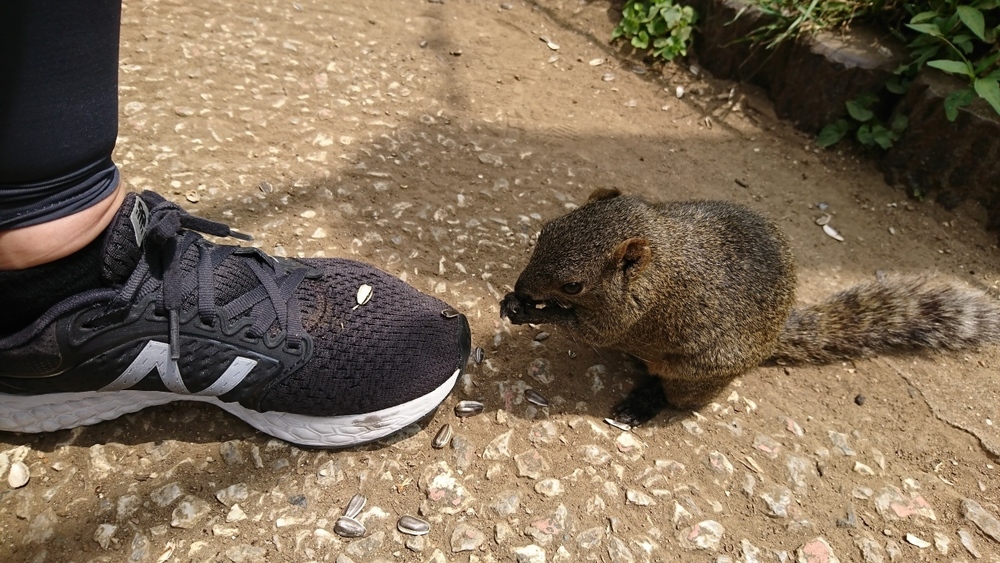 【グルメラン】リス園→mgmgの写真3
