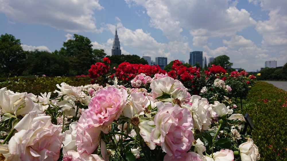 木陰率90%以上、新宿御苑の写真3