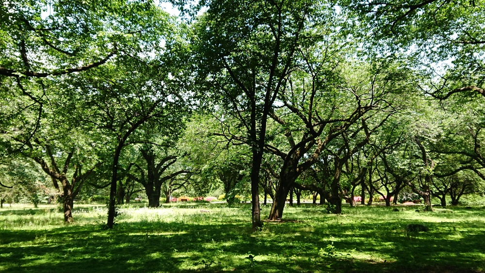 木陰率90%以上、新宿御苑の写真4