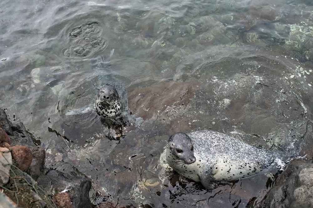 1周8km・仙法志御崎周回コースの写真3