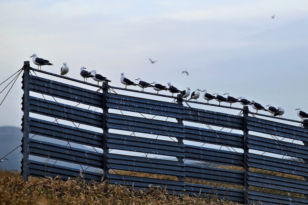 1周8km・仙法志御崎周回コースの写真5