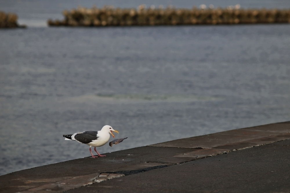 防波堤ドーム〜ノシャップ岬往復10kmシーサイドコースの写真4