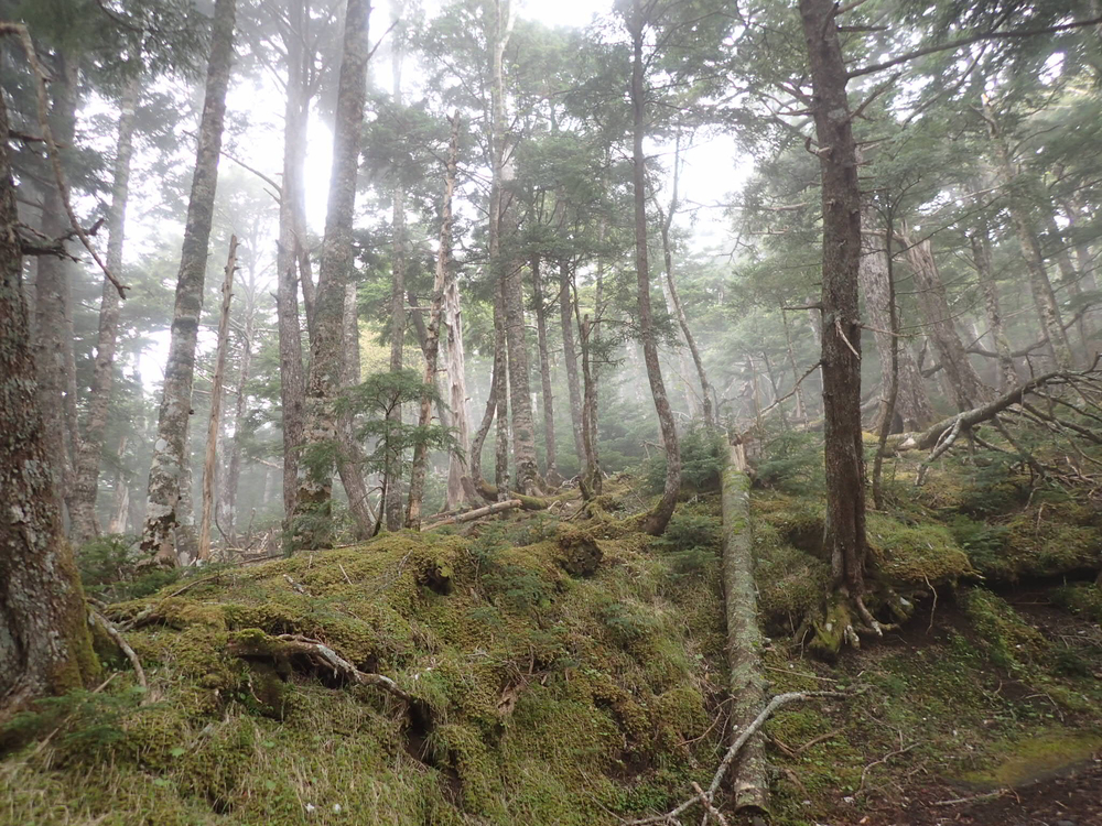 富士登山競走の一部区間を試走する4.3kmコースの写真4