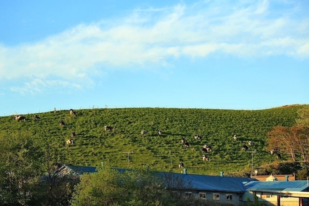 丘のまち美瑛の「パッチワークの路」コースの写真3