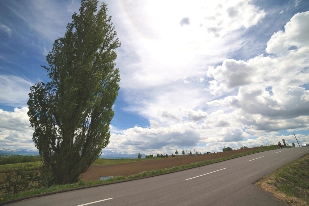 丘のまち美瑛の「パッチワークの路」コースの写真4