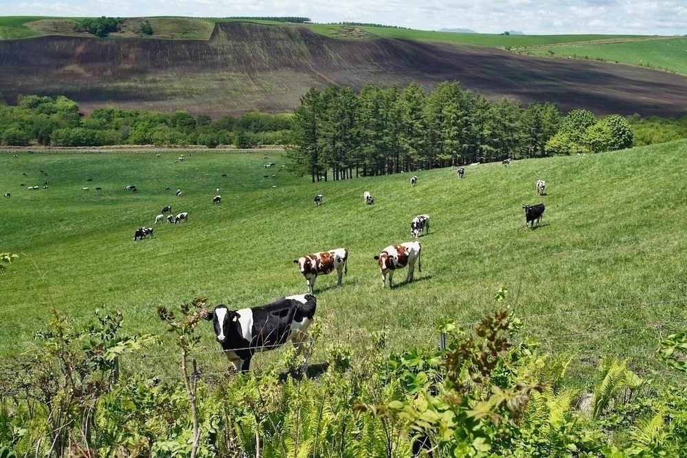開陽台〜ミルクロード満喫10kmコースの写真5