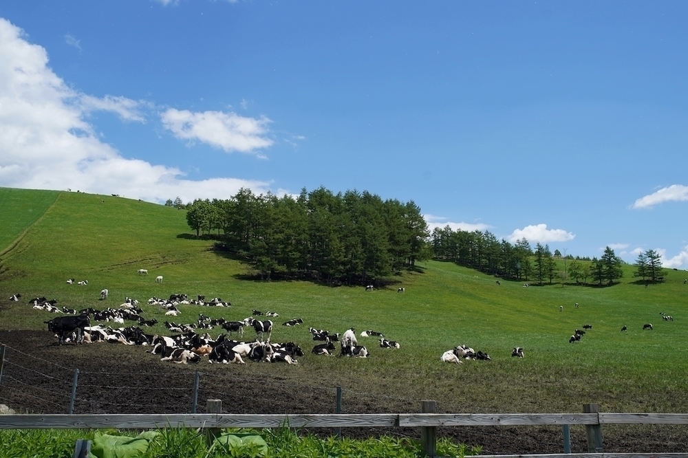 開陽台〜ミルクロード満喫10kmコースの写真6