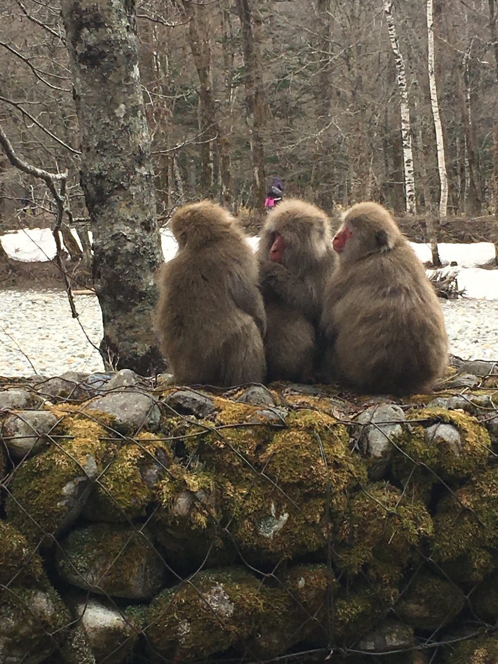 上高地・明神・徳澤コースの写真5