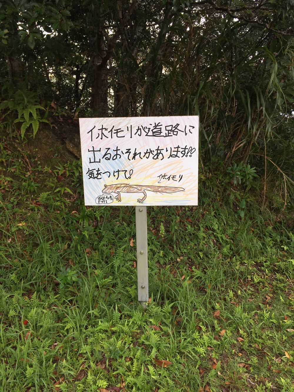 沖縄 名護岳の写真11