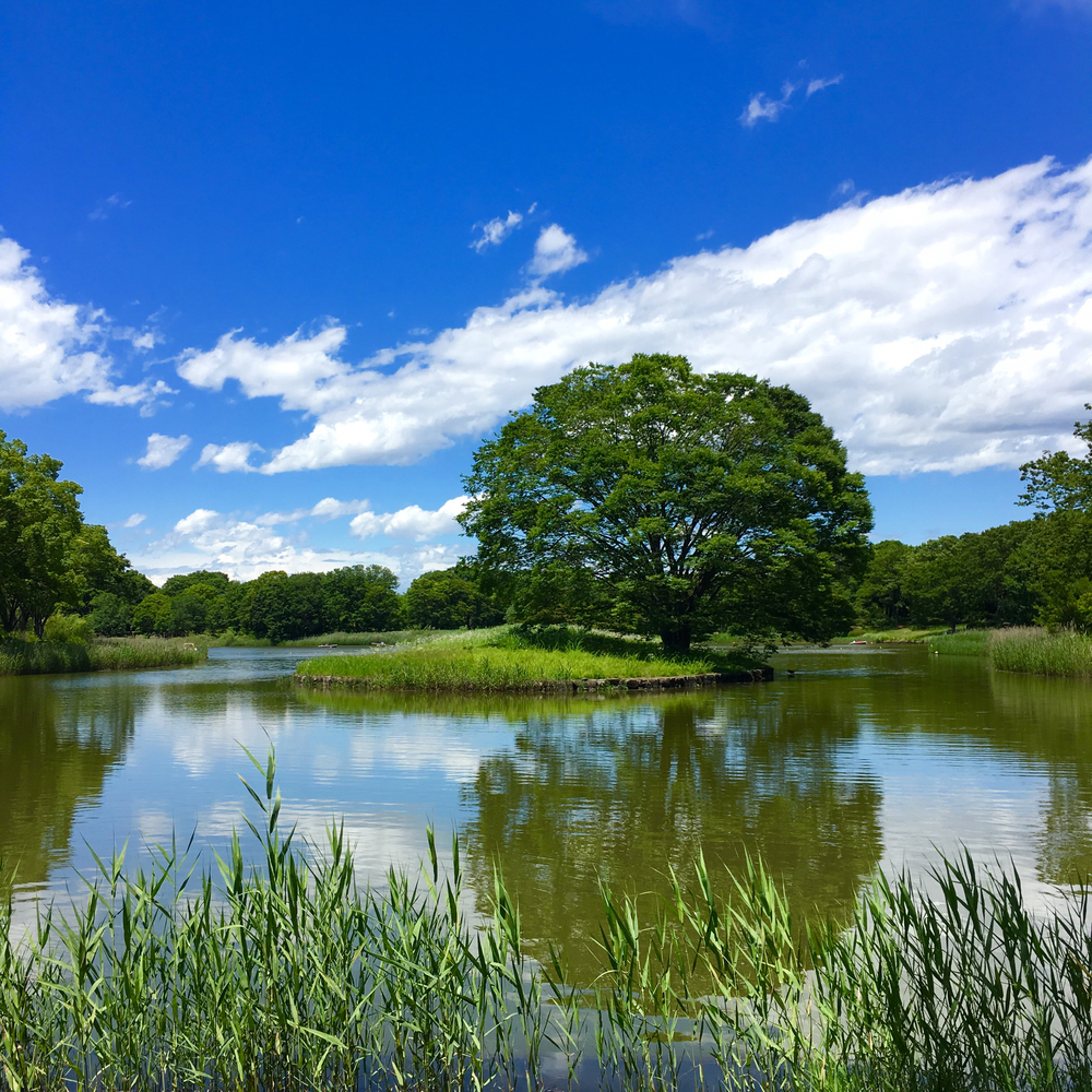 昭和記念公園 森のコースの写真3