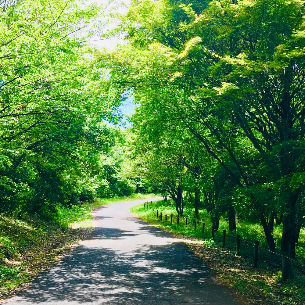 昭和記念公園 森のコースの写真5
