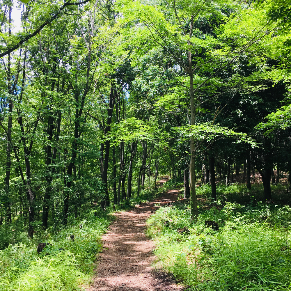 昭和記念公園 森のコースの写真6