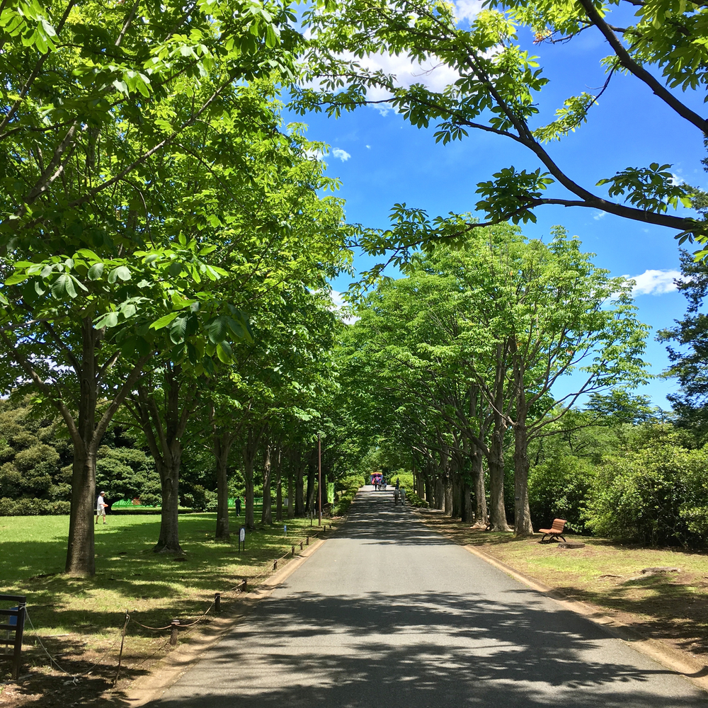 昭和記念公園 森のコースの写真7