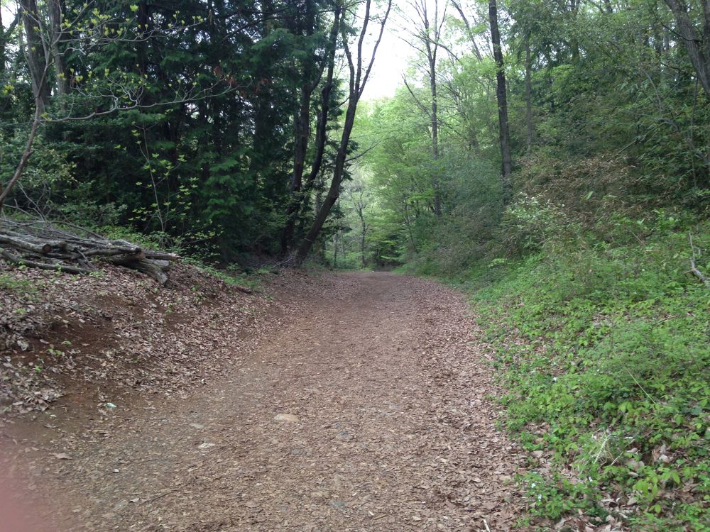 埼玉宮沢湖こもれびRUN１周５．８km×温泉の写真4