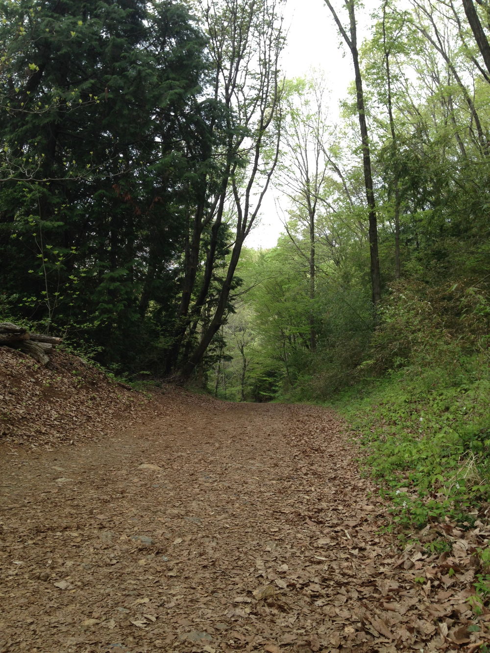 埼玉宮沢湖こもれびRUN１周５．８km×温泉の写真5