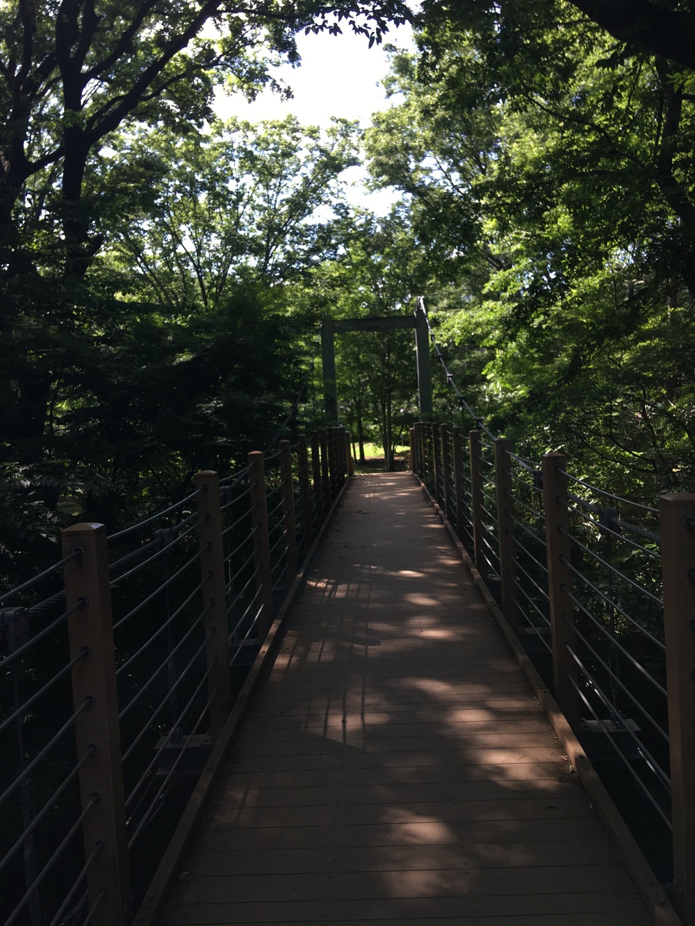 砧公園一周　木陰の道の写真4