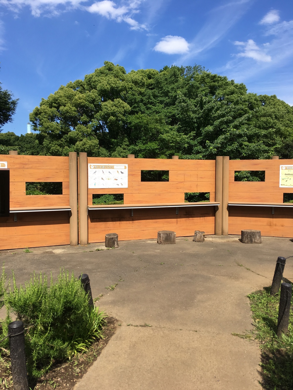 砧公園一周　木陰の道の写真5